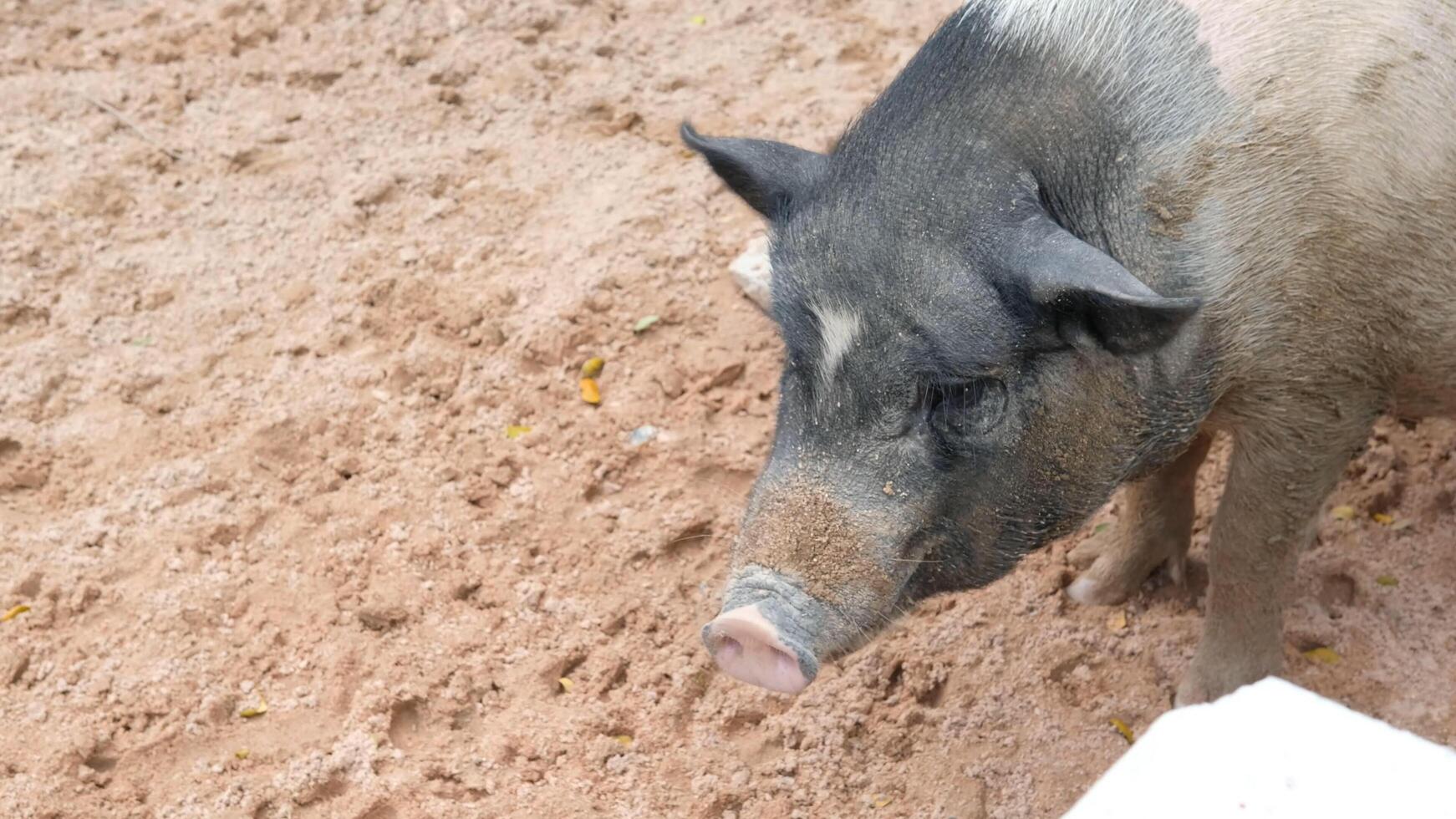 A pig standing in the dirt with its head down photo