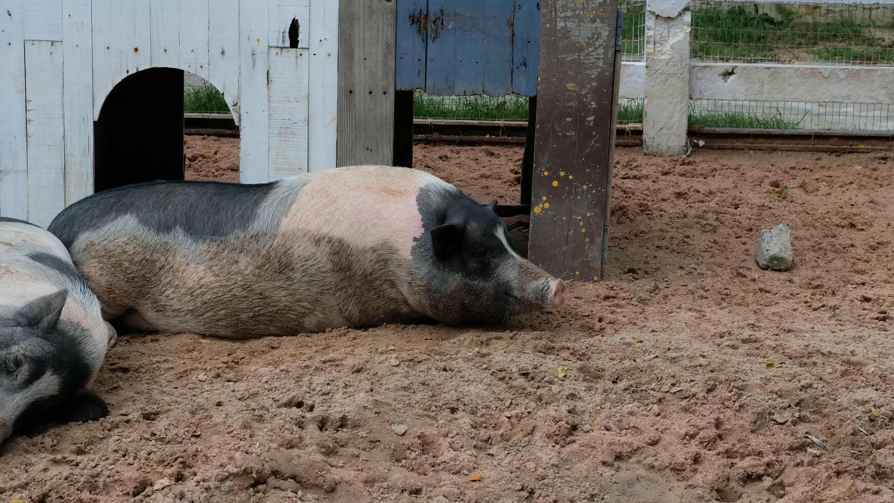 Two pigs laying in the dirt near a barn photo