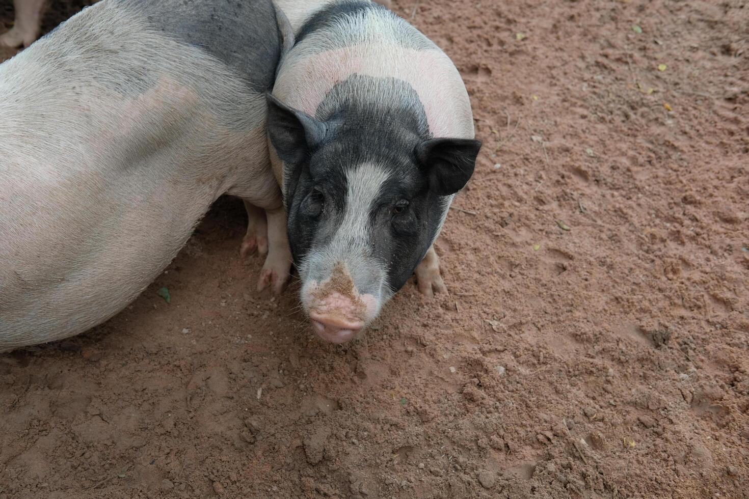 A couple of pigs standing in a dirt field photo