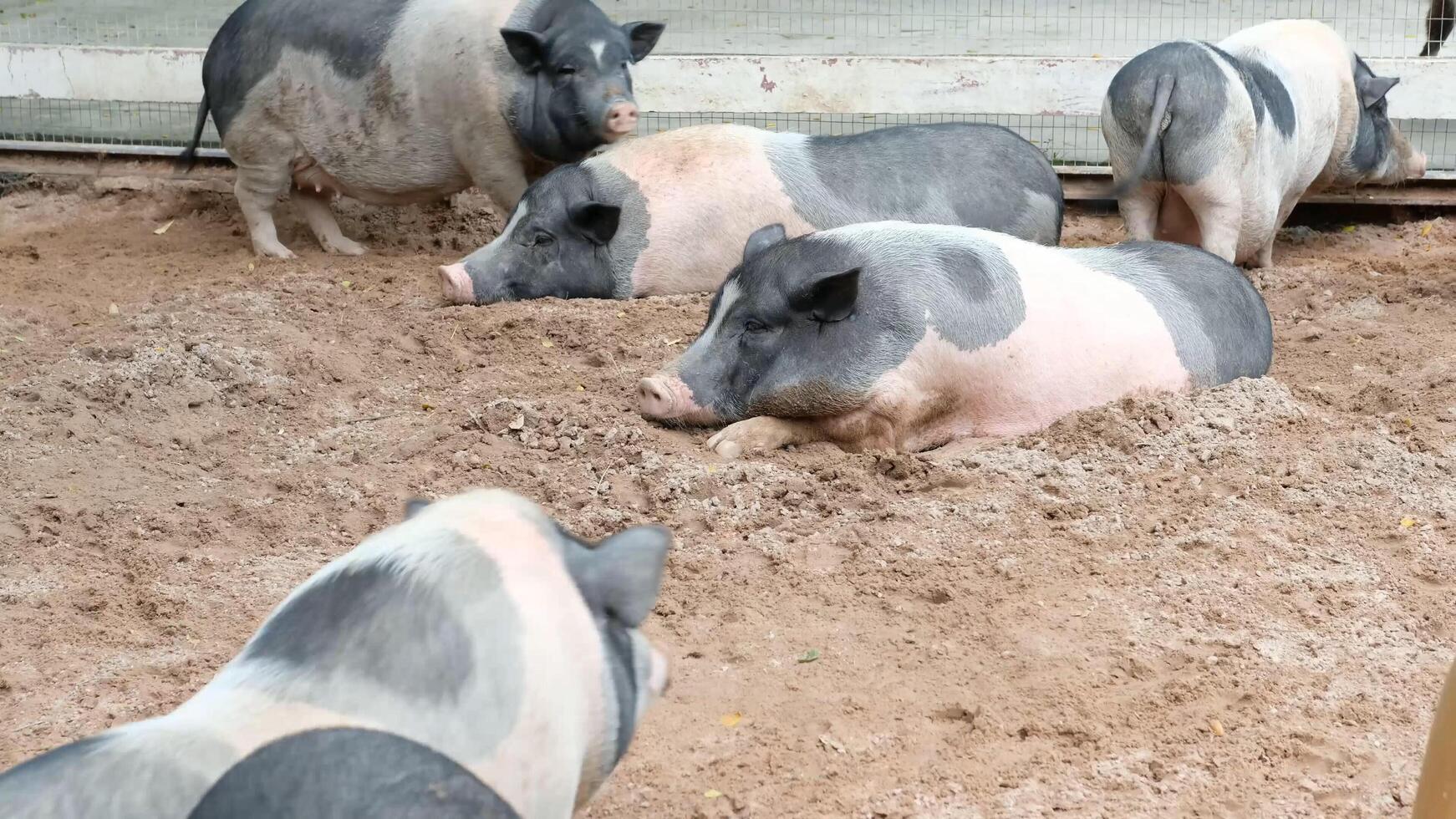 Pigs in the mud photo