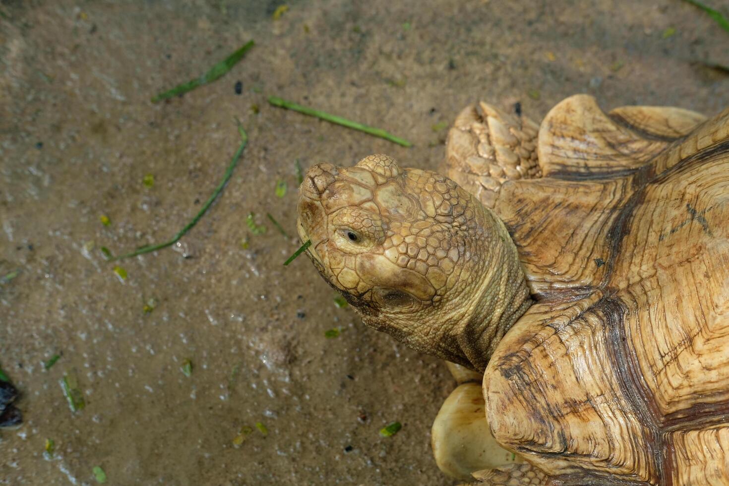 Turtles and daily activities photo