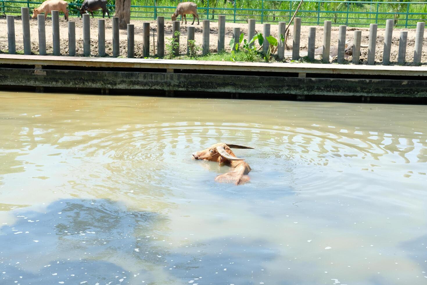 Many buffalos are sleeping in a pond. photo