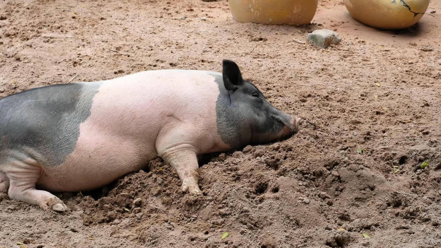 A pig laying in the dirt near a large pot photo