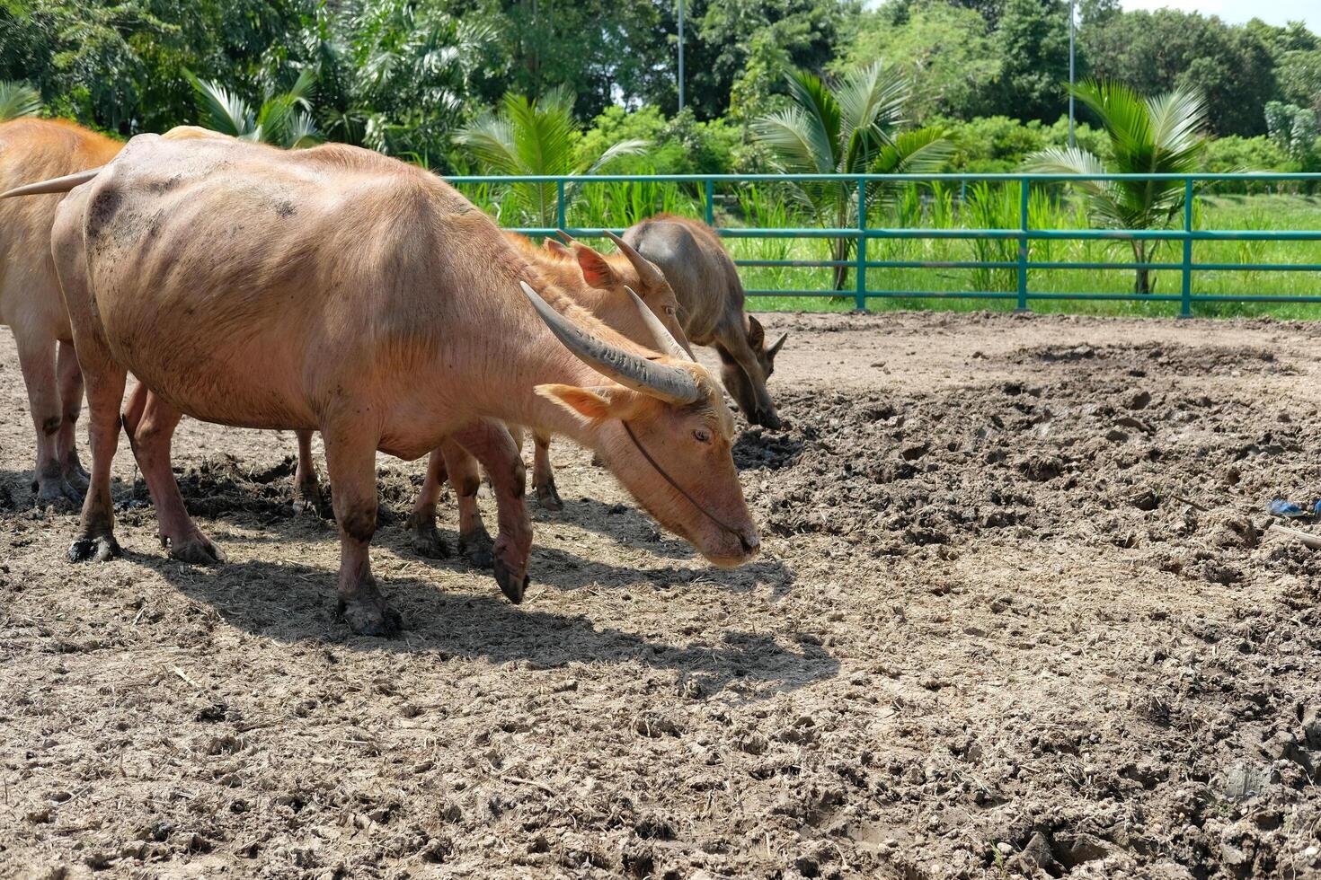 A herd of buffaloes stands looking for food on the ground outdoors. photo