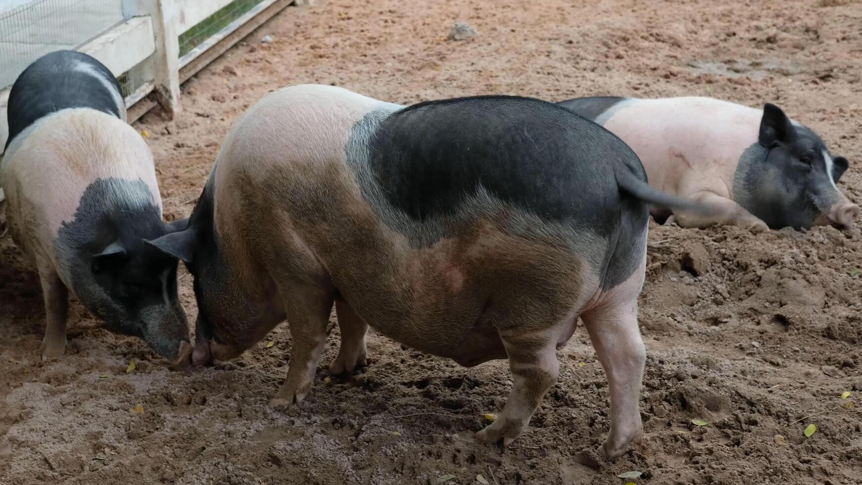 Three pigs are standing in the dirt photo