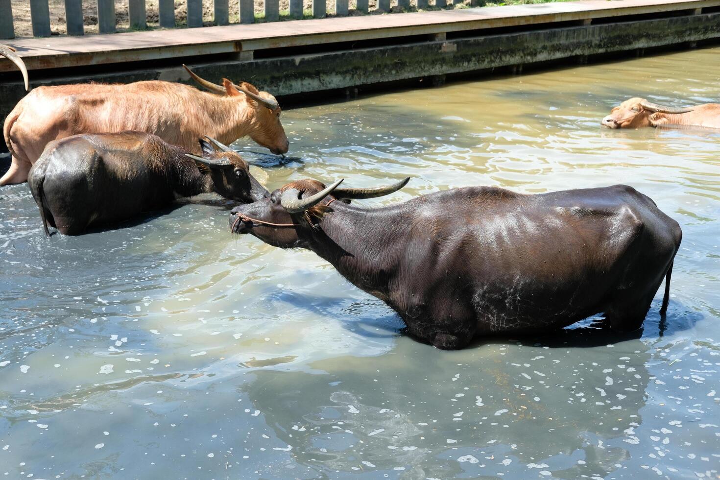 Several black buffaloes walk in the muddy water. photo