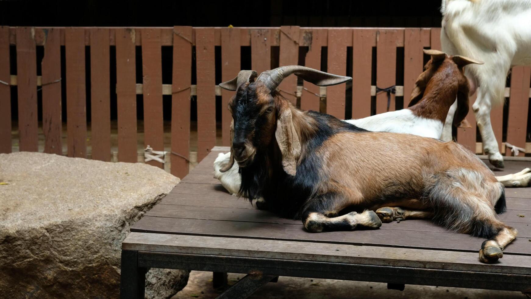 A goat laying down on a wooden bench photo