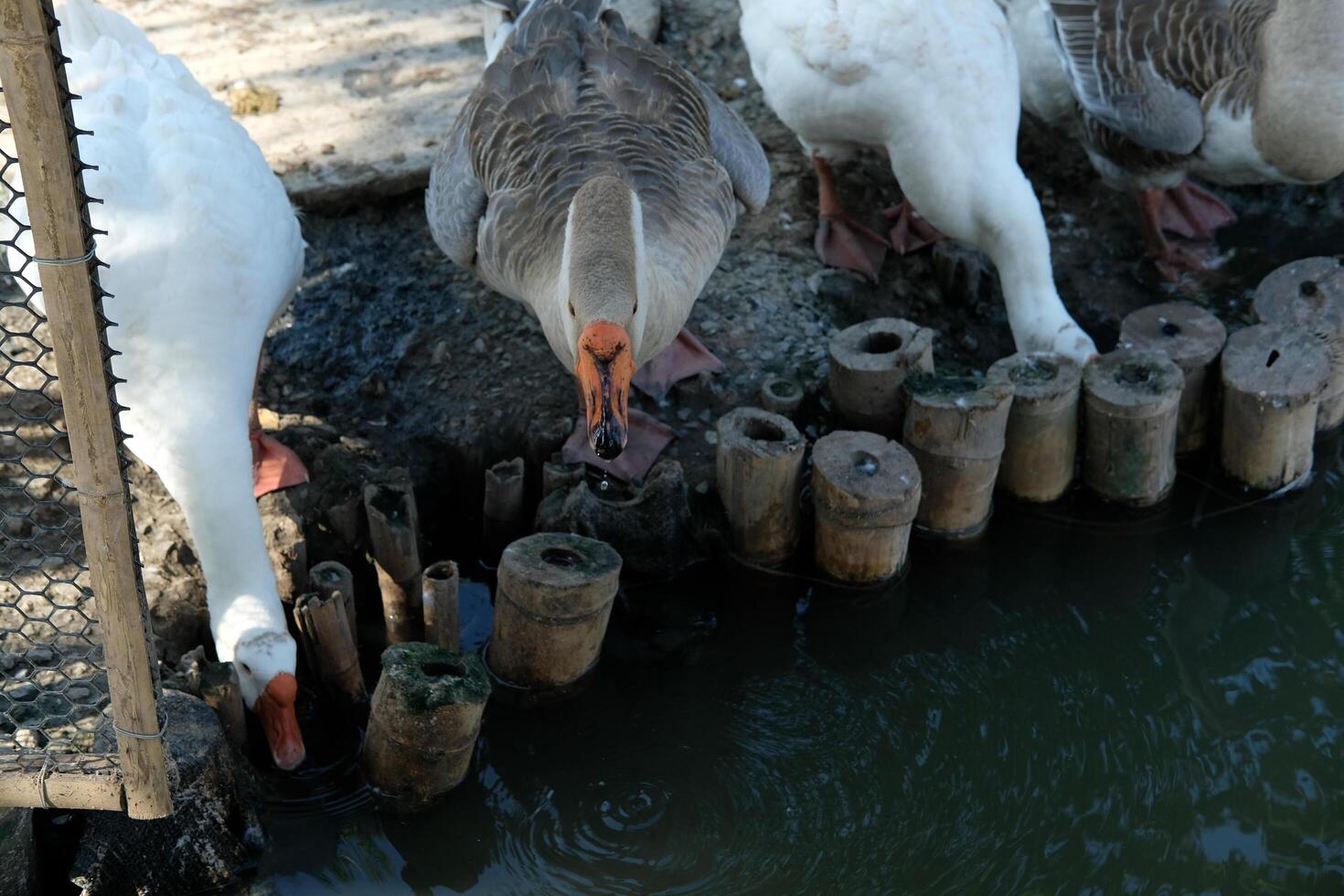 A group of ducks standing near a pond photo
