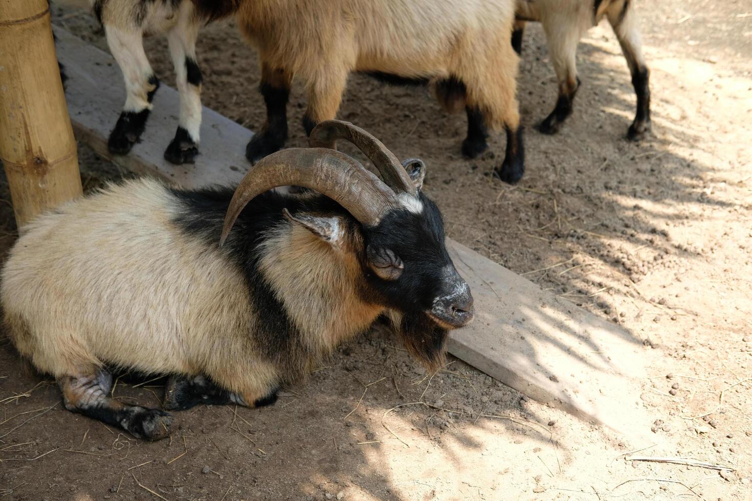 A goat with horns laying down on the ground photo