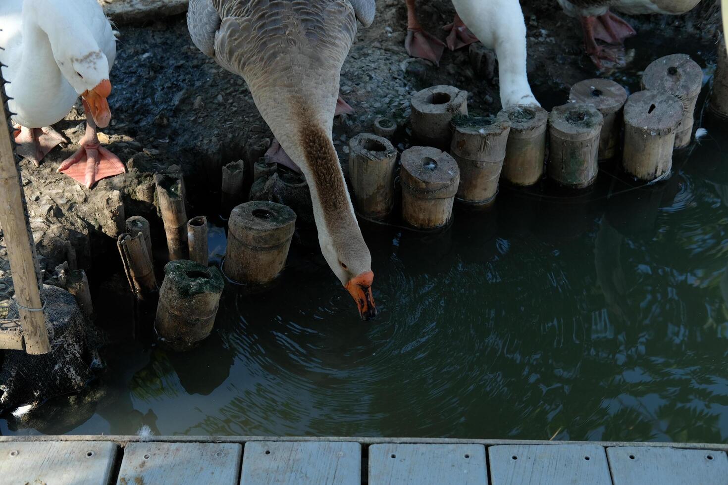 A flock of geese standing on a dock photo