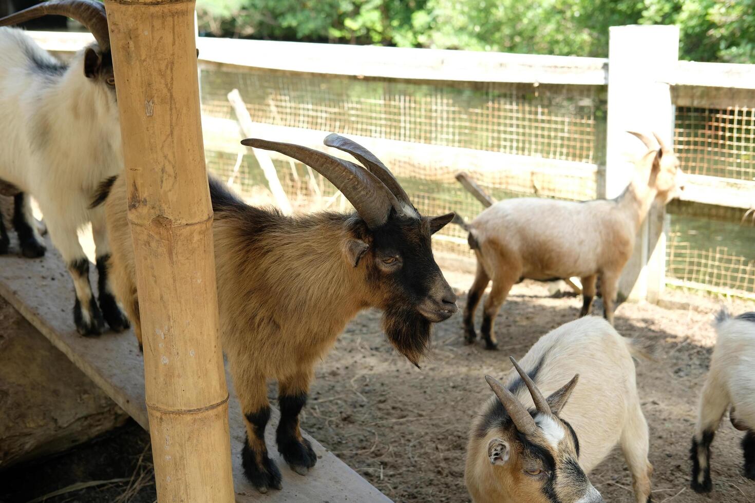 A group of goats standing on a wooden fence photo