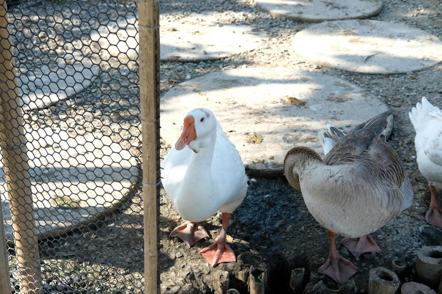 Three ducks standing in a pen with a fence photo
