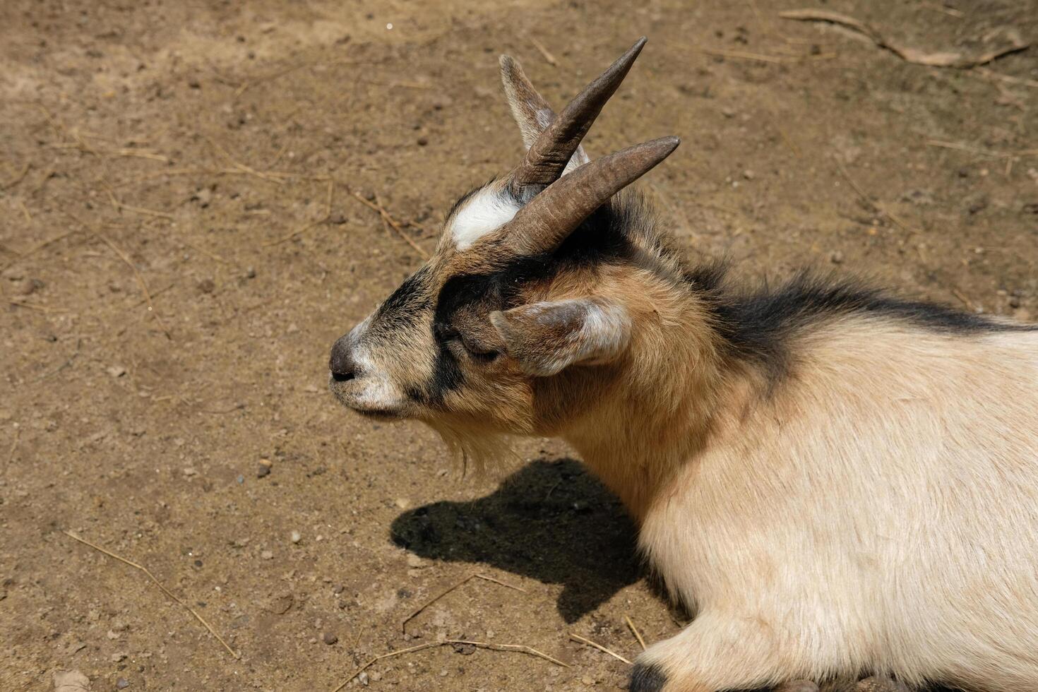 A goat laying down on the ground photo