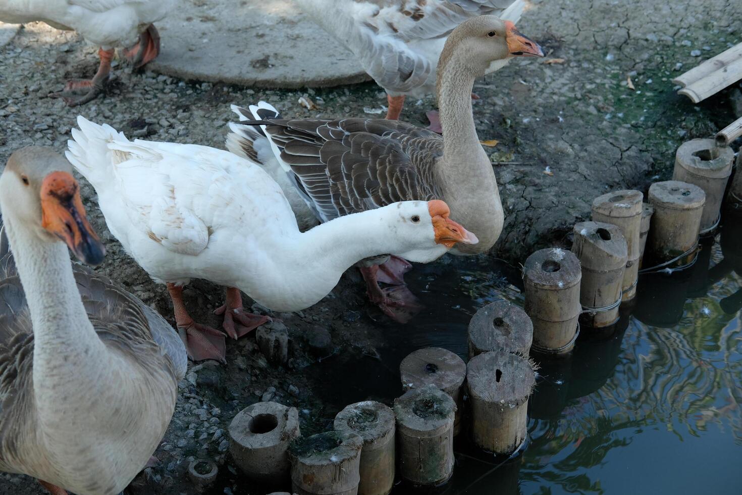 A group of ducks standing near a pond photo
