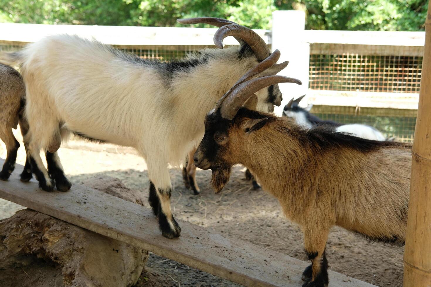 A goat with long horns photo