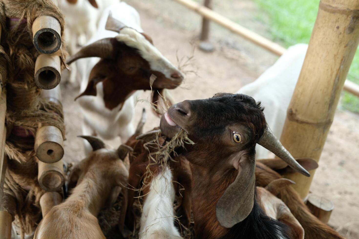 A group of goats eating hay photo