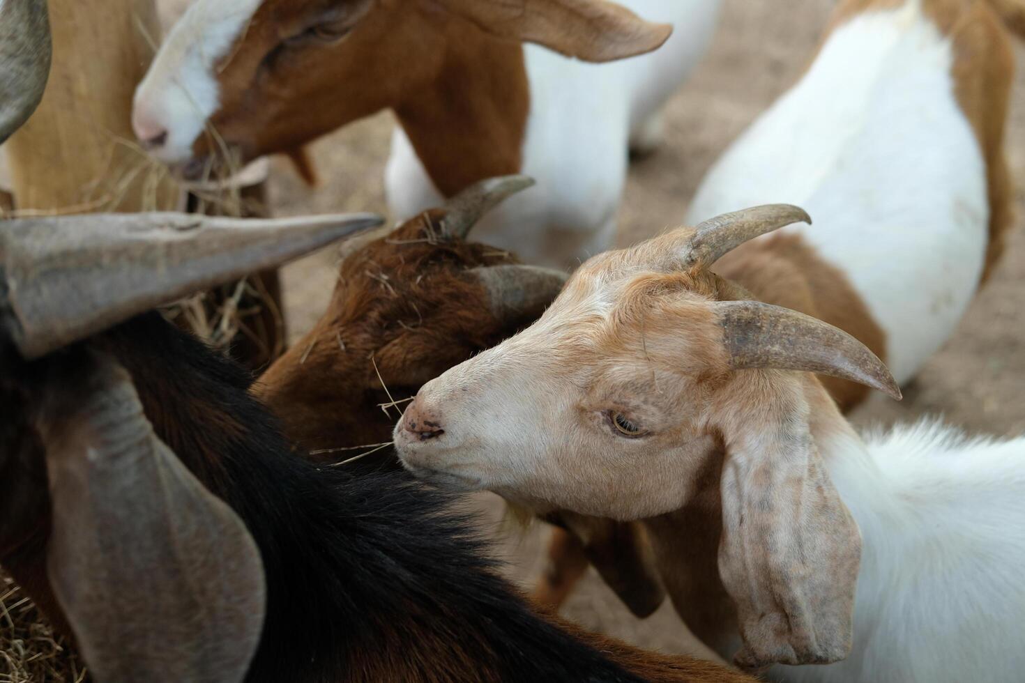 A group of goats standing next to each other photo