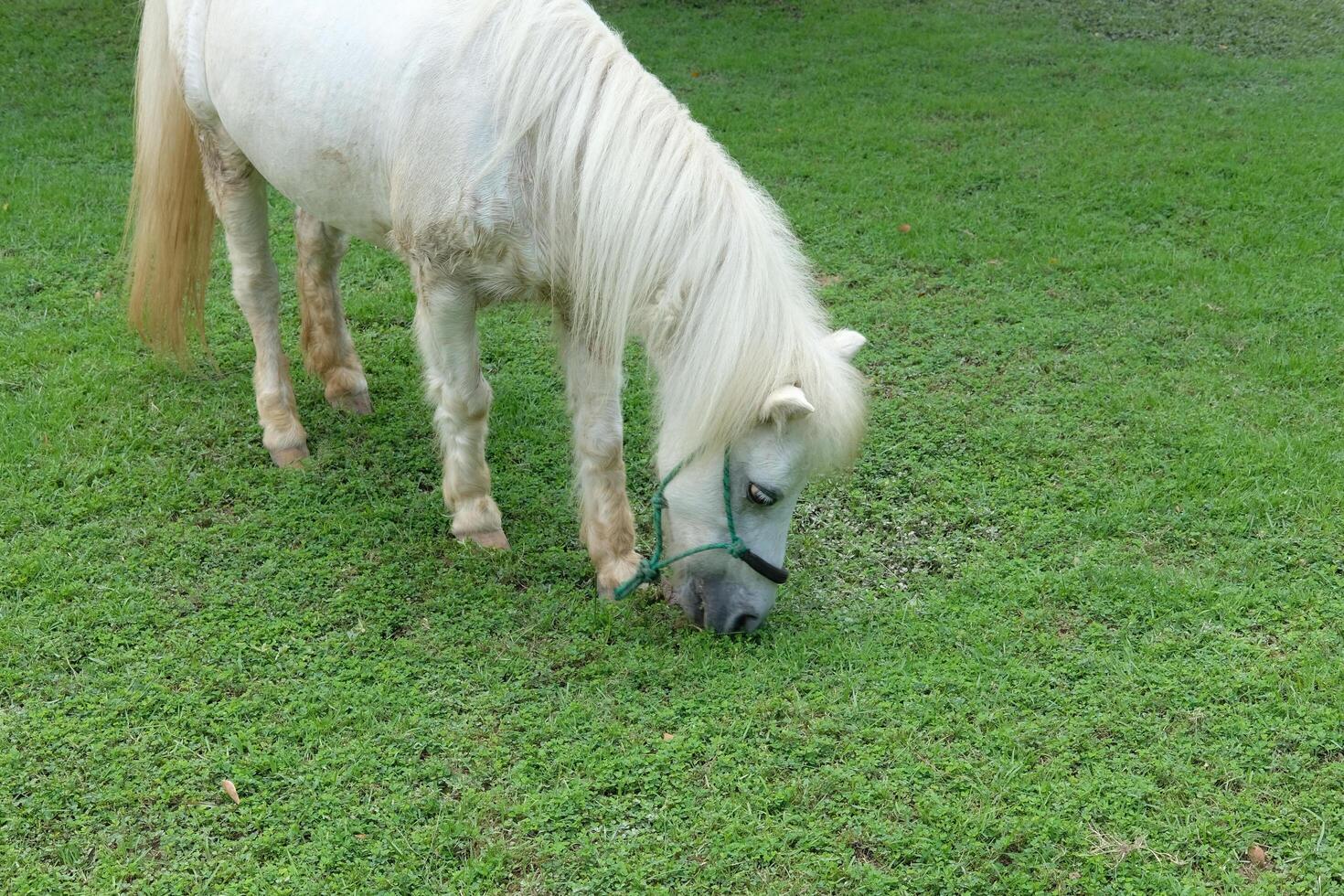 A white horse grazing in a field photo