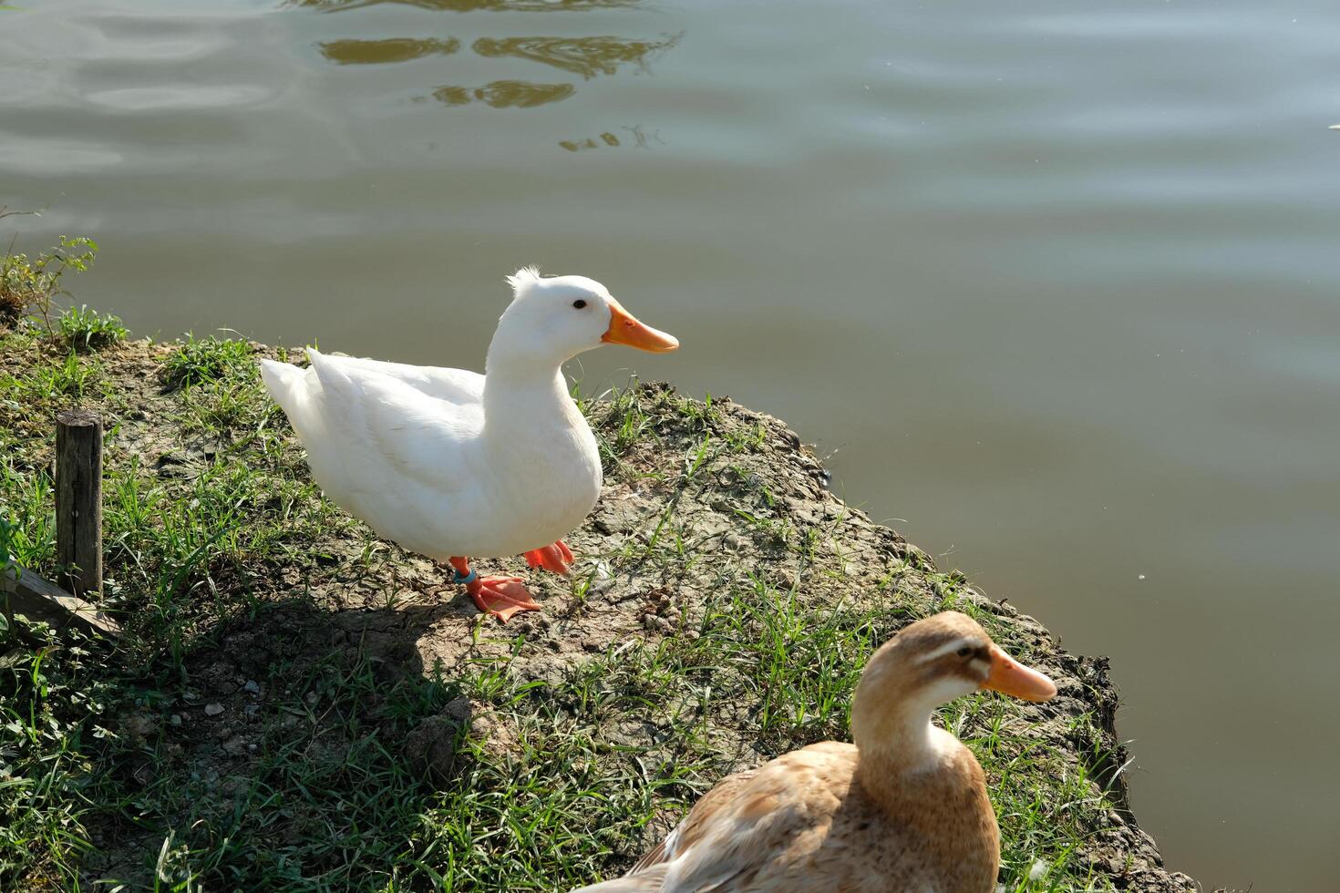 Two ducks standing on a grassy area near a body of water photo