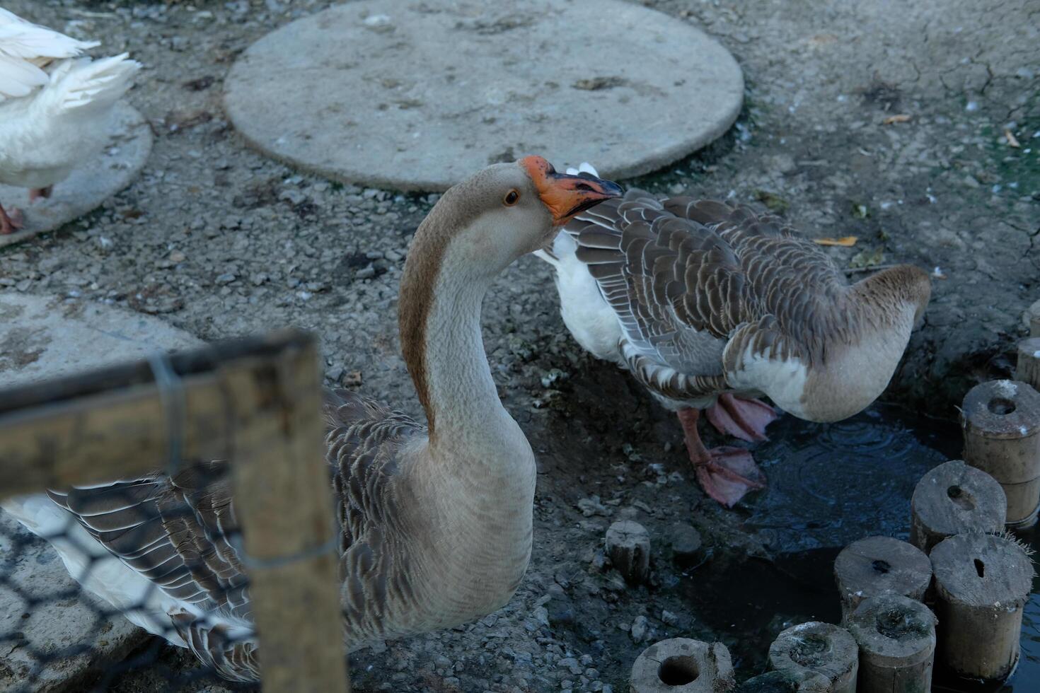 A couple of ducks standing next to each other photo
