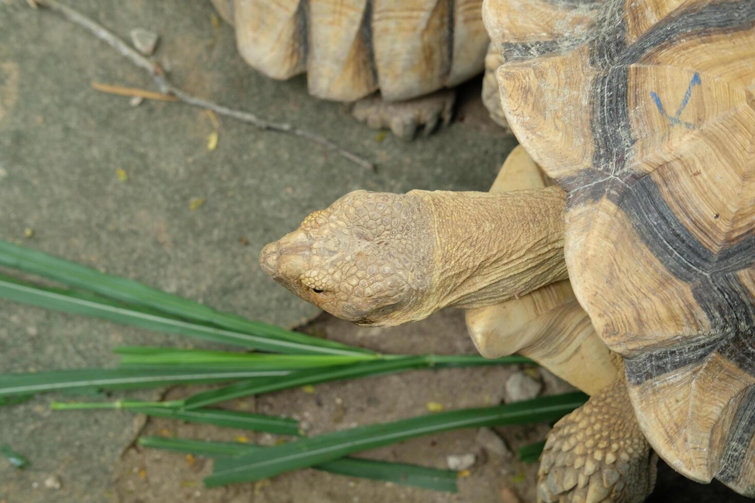 A close up of a tortoise with its head down photo