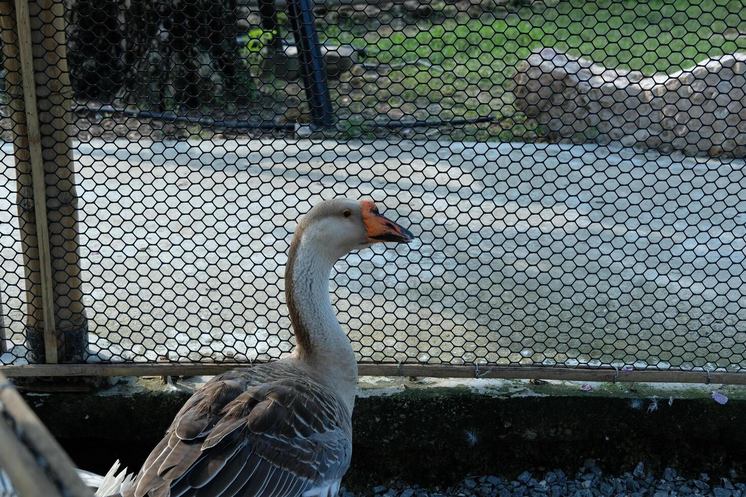 A goose standing in a cage with a fence photo
