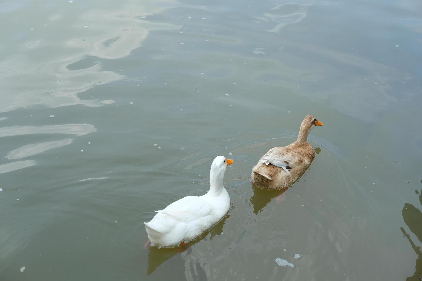 Two ducks swimming in a lake photo