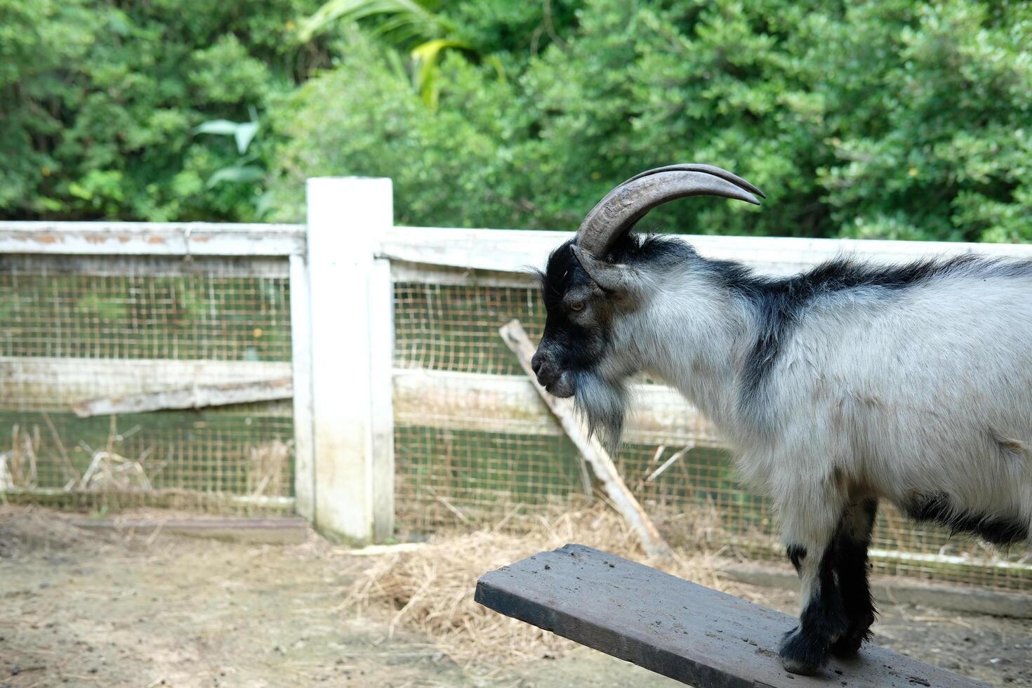 A goat standing on a wooden platform photo