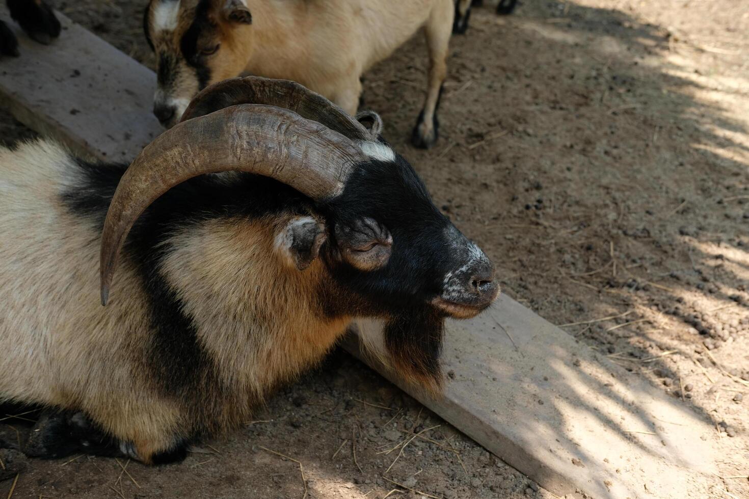 A goat with a long horn photo