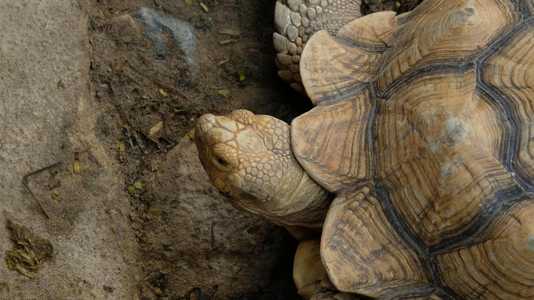 A close up of a tortoise on the ground photo