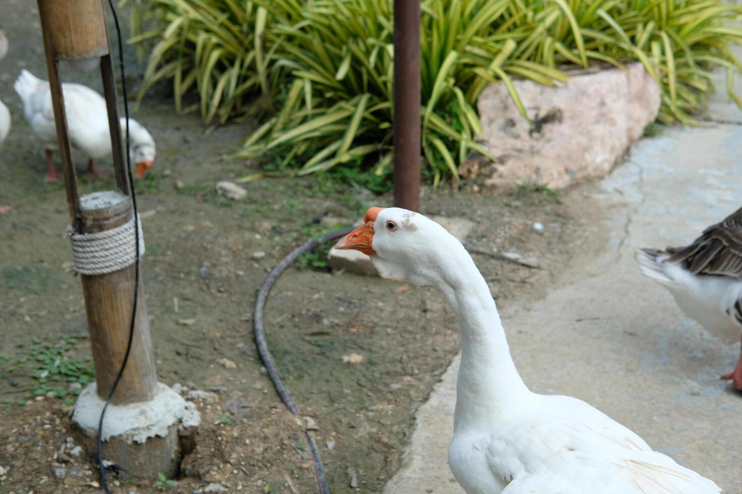 A white goose standing next to a pole photo