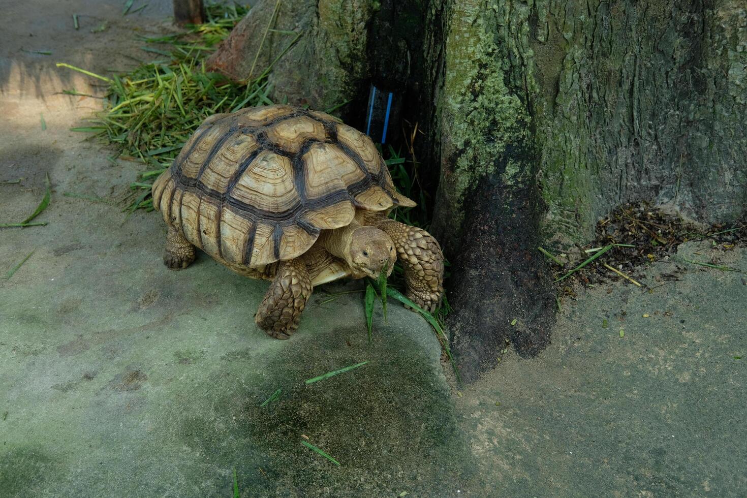A turtle is walking on the ground photo