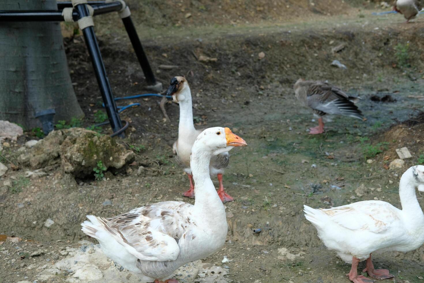 A group of ducks standing on a dirt ground photo