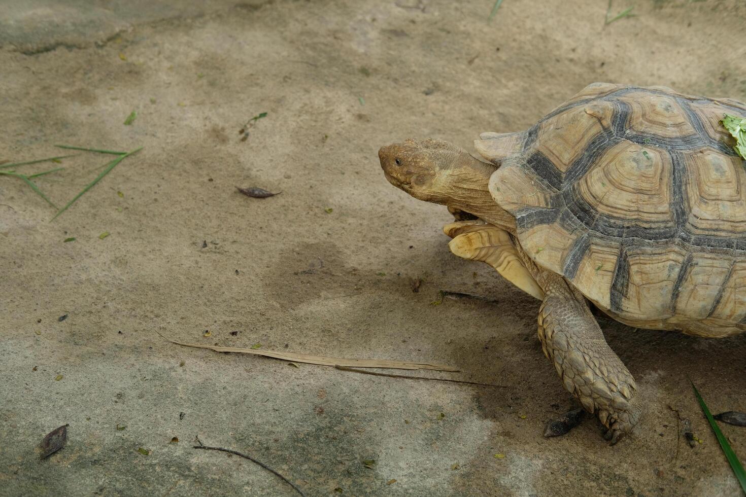 A tortoise walking on the ground photo