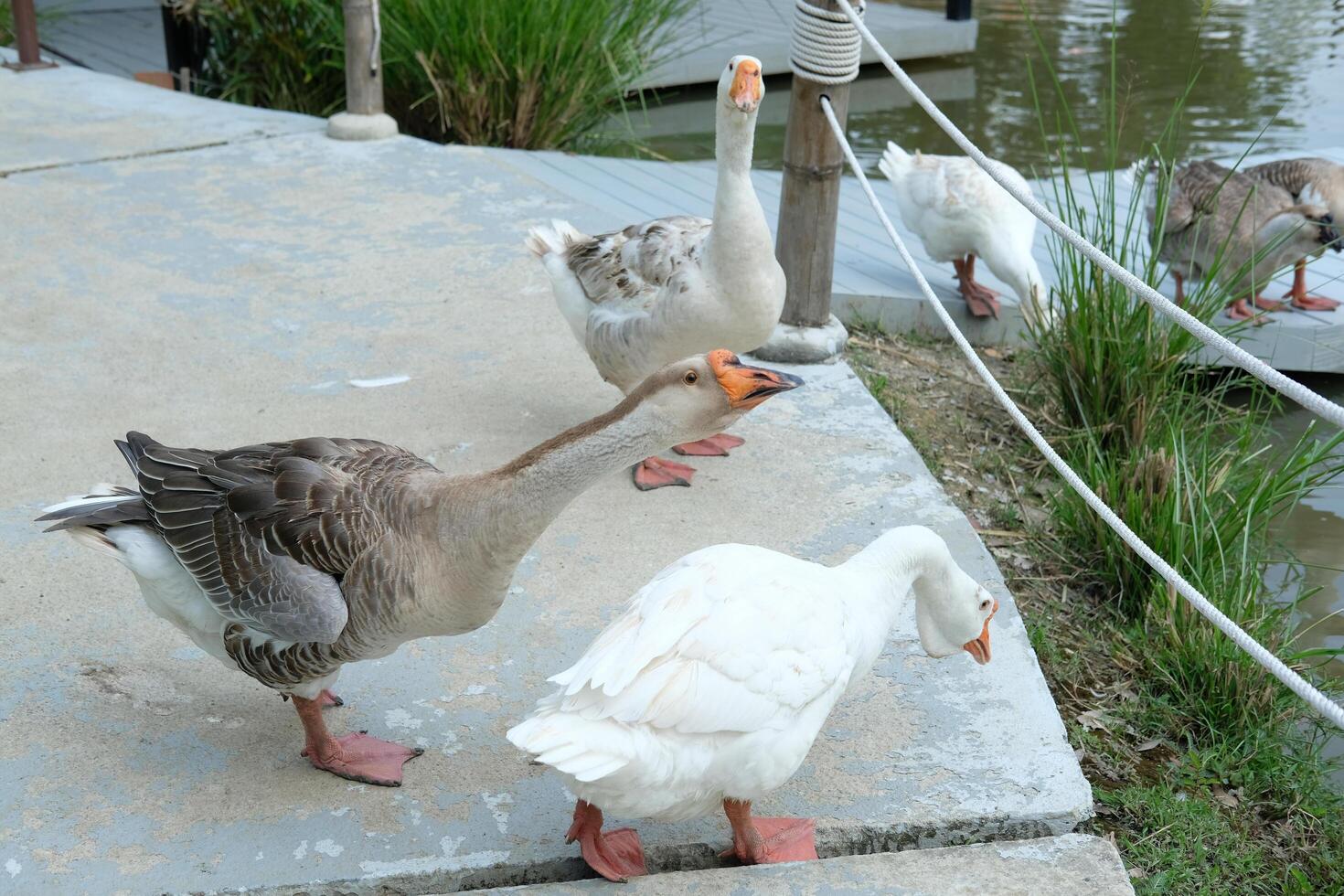 A group of ducks standing on a concrete walkway photo