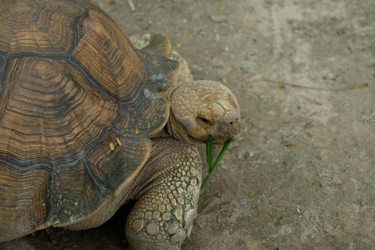 A turtle eating grass on the ground photo