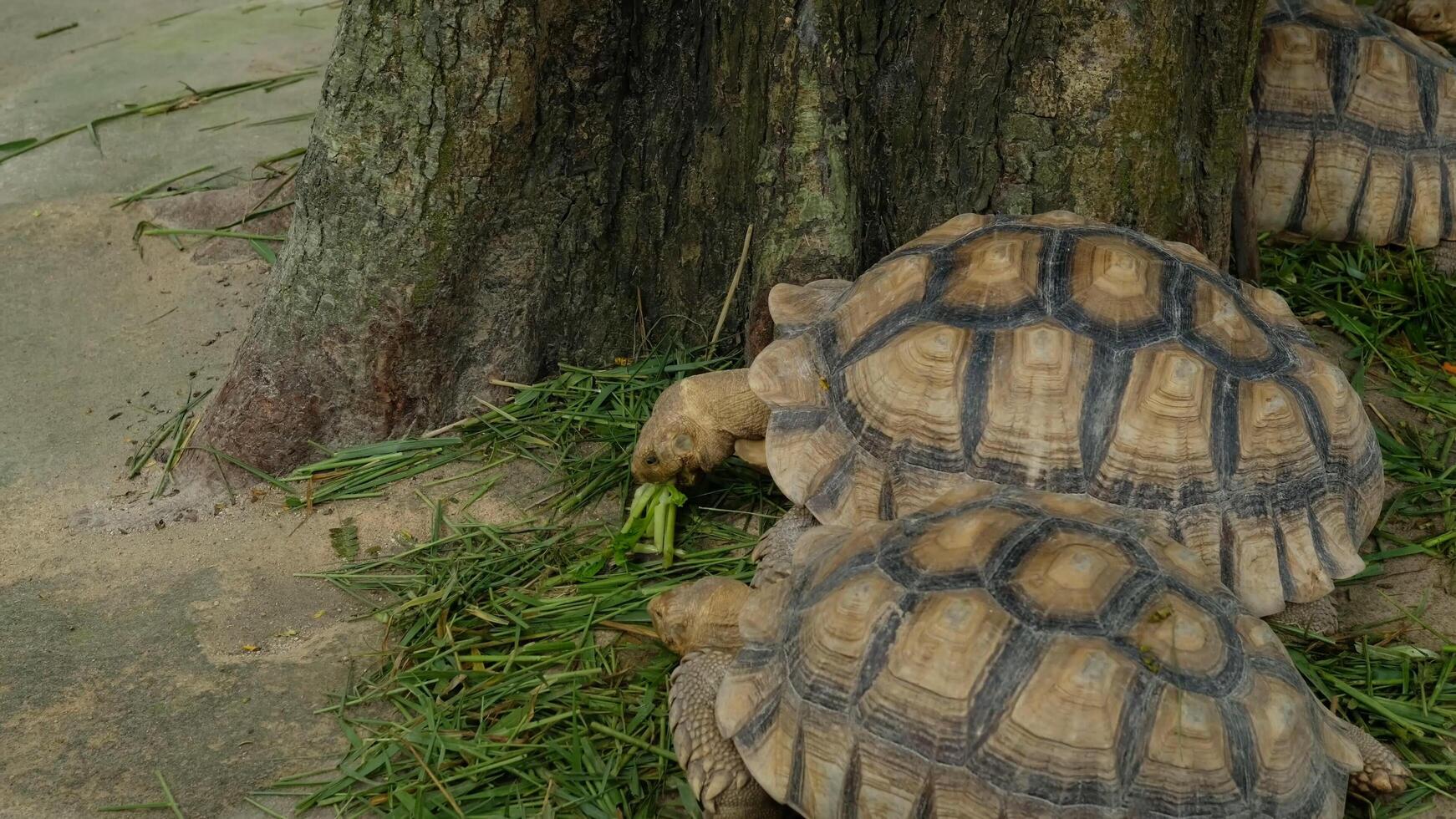 Two turtles are sitting on the ground near a tree photo
