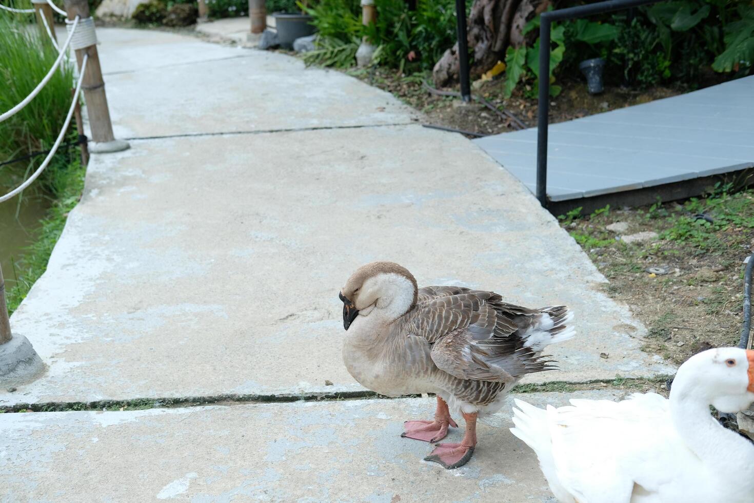 A duck and goose are standing on a sidewalk photo