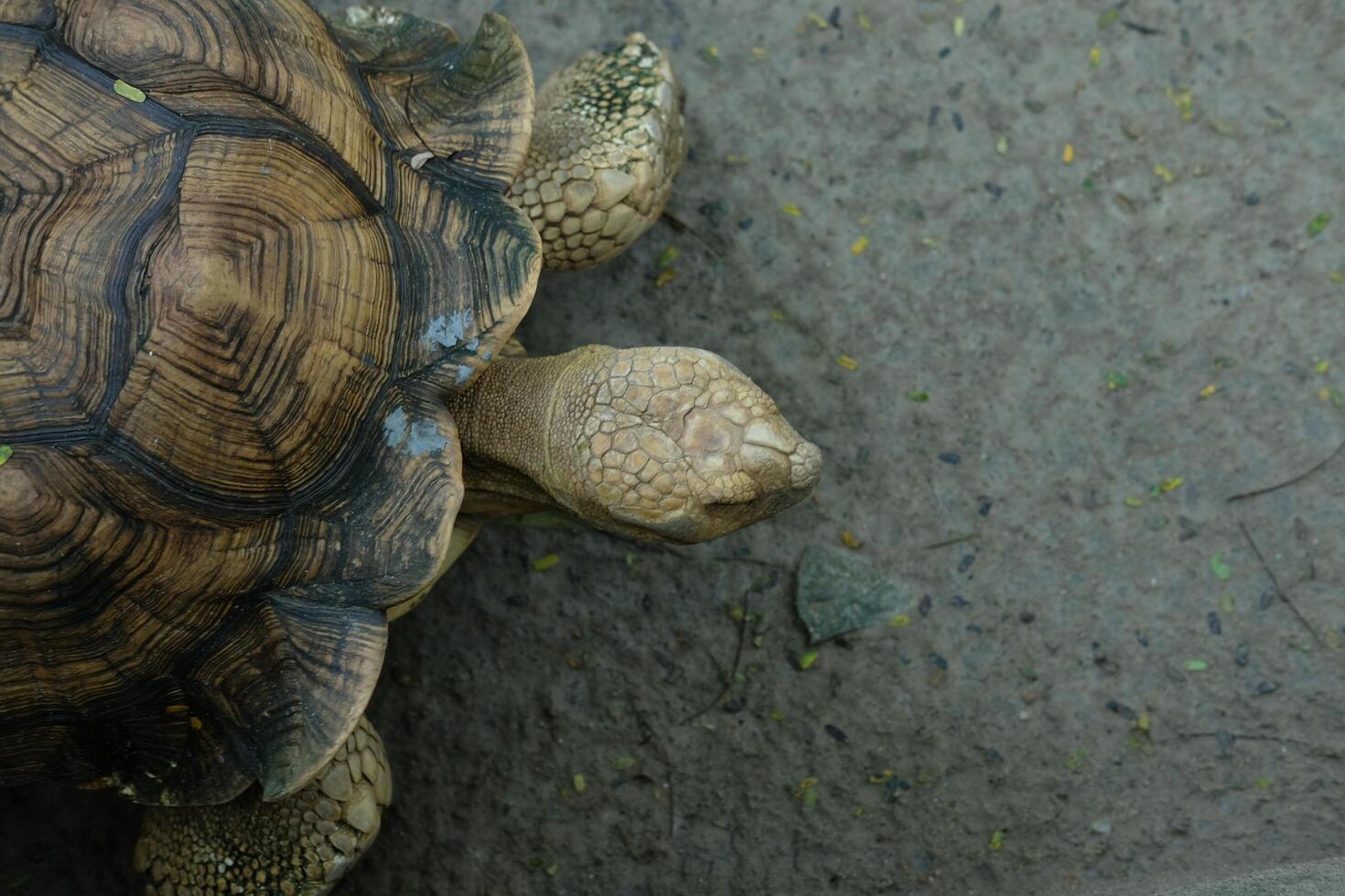 A turtle is walking on the ground photo