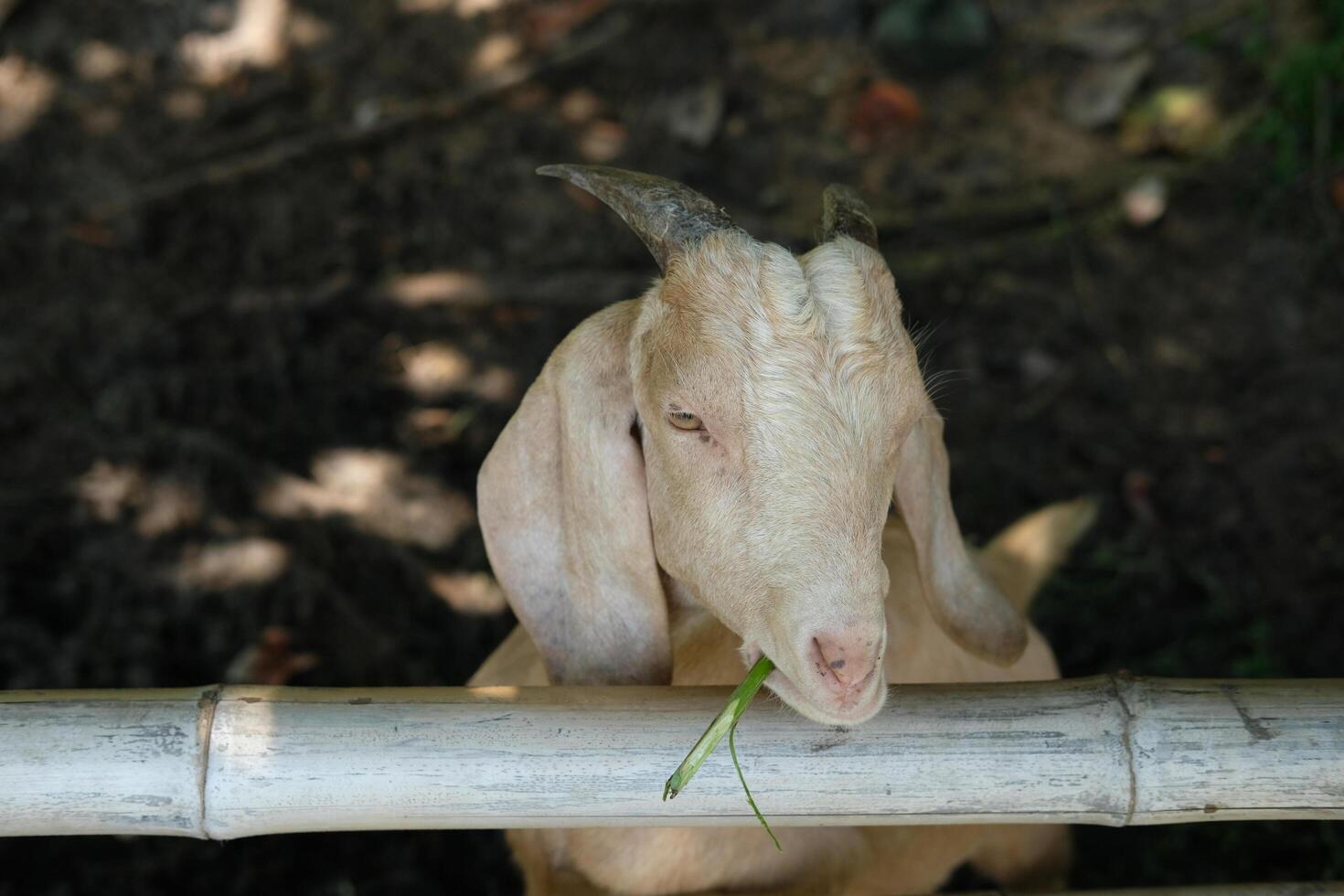 A goat with long horns on top of a wooden fence photo