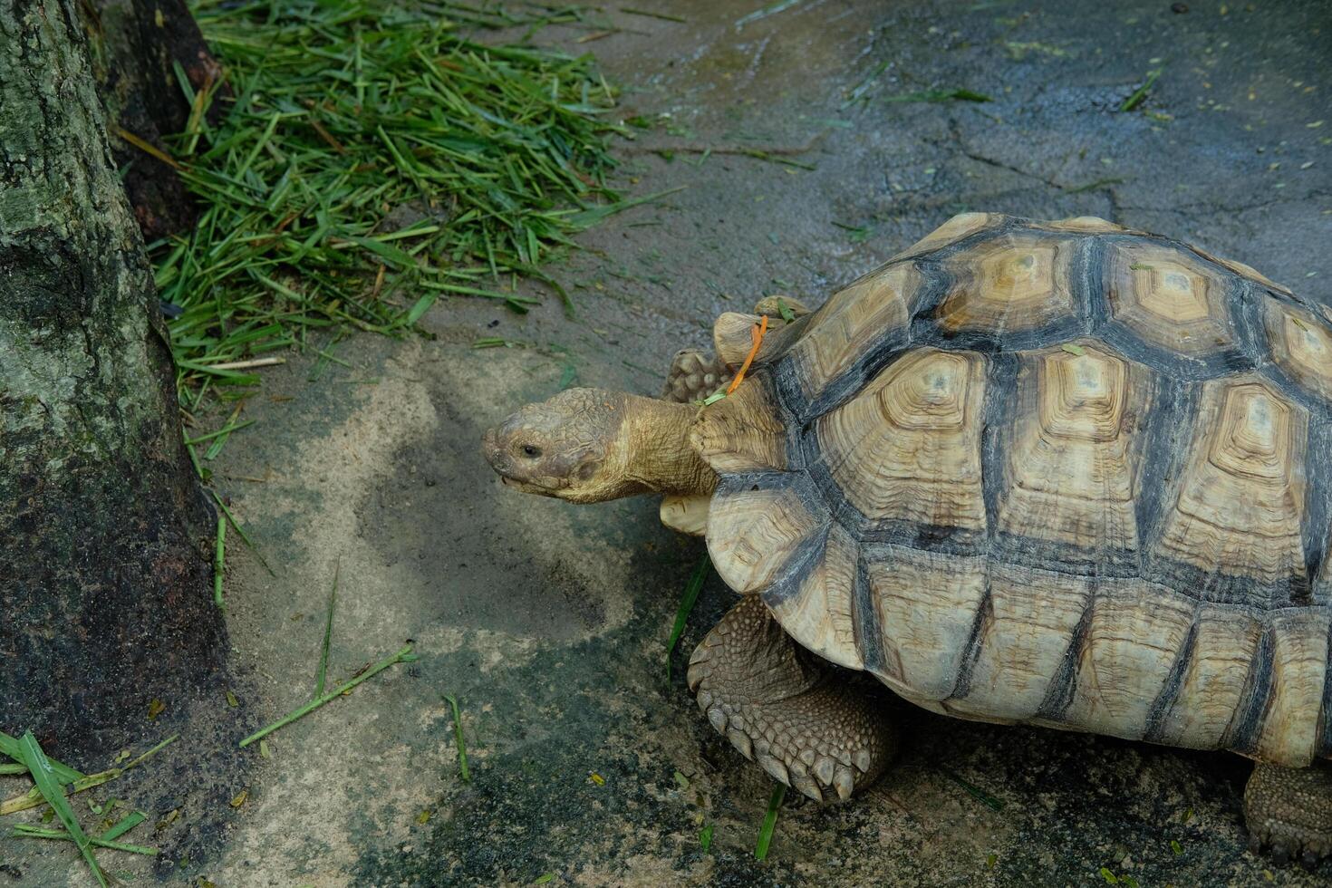 A turtle walking on the ground near a tree photo