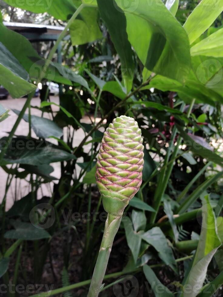 Zingiber zerumbet, commonly known as bitter ginger, pinecone ginger, shampoo ginger or wild ginger, showcasing its unique cone-shaped flower head with overlapping scales, against green background. photo