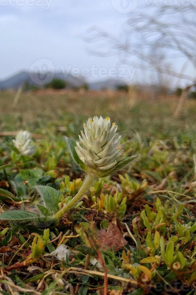 Gomphrena celosioides, or Prostrate Globe Amaranth, is a hardy tropical plant with tiny white flowers forming fluffy, globular clusters. It spreads low across the ground, resembling other amaranths. photo