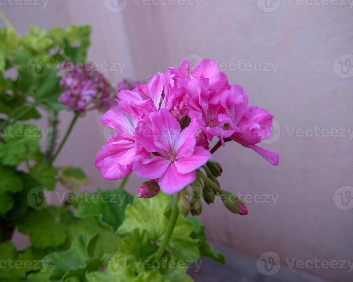 A vibrant cluster of pink Pelargonium peltatum, or ivy-leaved pelargonium, blooms against a soft background. The delicate petals and prominent center highlight the plant's vivid beauty. photo