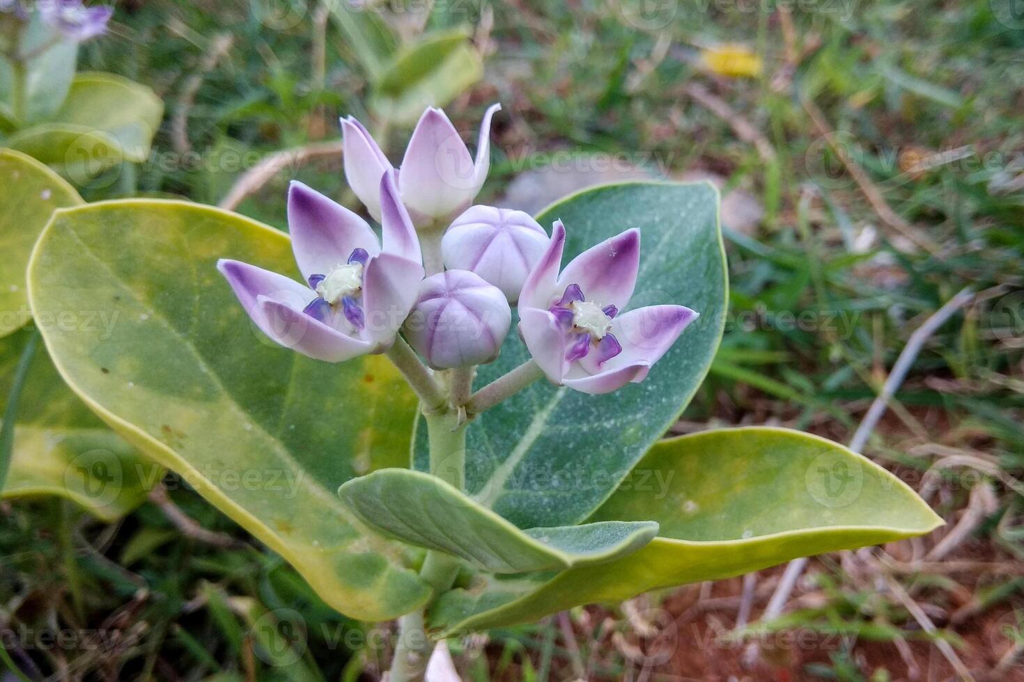 A close-up of Calotropis gigantea, or Crown Flower, in bloom. The star-shaped flowers feature lavender petals with a white and purple center and a thick, waxy texture. photo