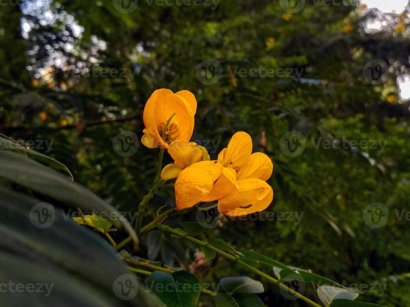 Closeup of yellow Senna spectabilis flowers against a green background. The clustered petals and soft veining contrast with the foliage, capturing the plant's vibrant beauty and ecological importance. photo