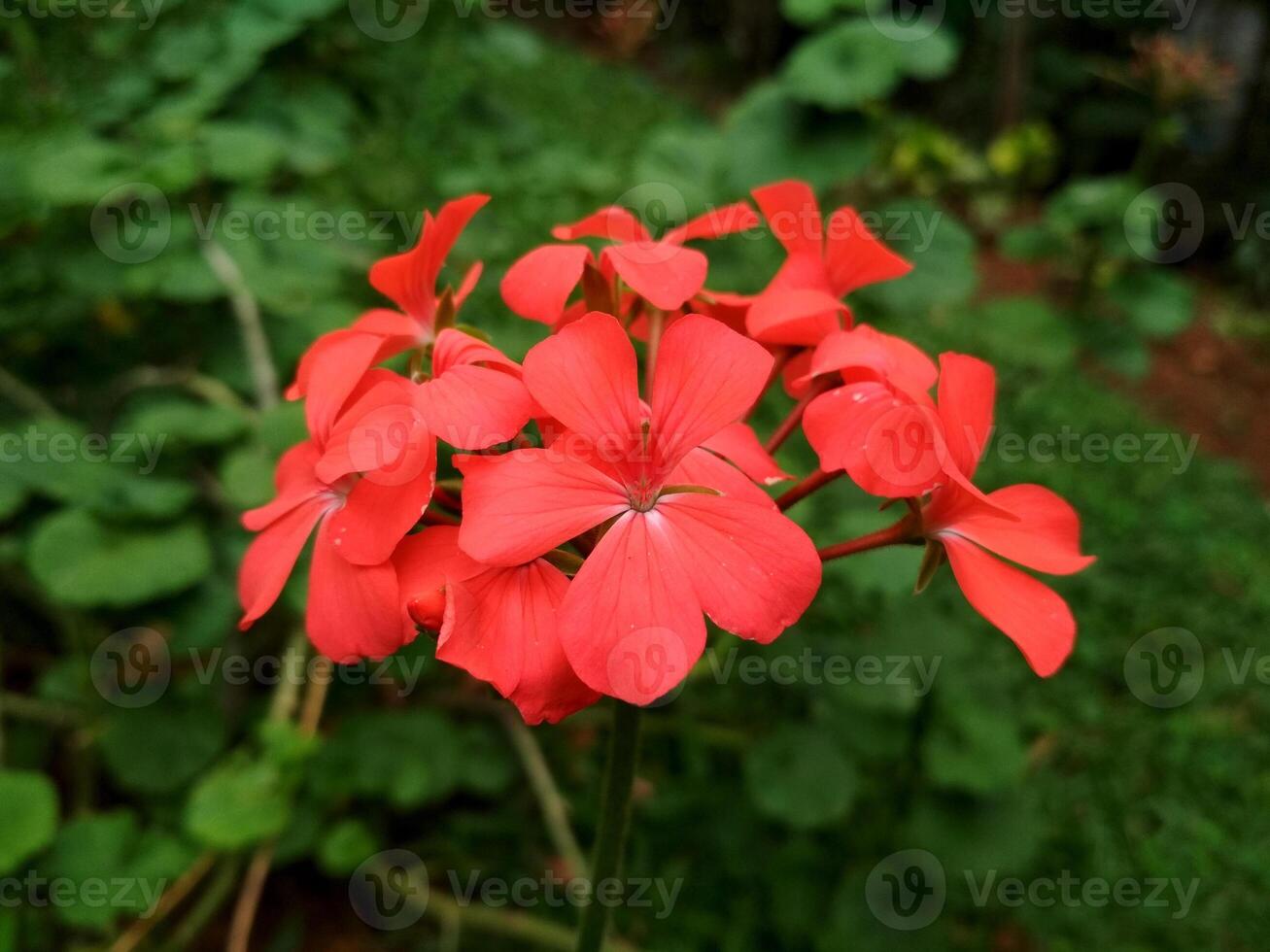 A close-up of a vibrant red geranium in bloom against a blurred green background. Delicate petals with smooth texture and subtle veining, evoke freshness and warmth. Perfect for floral themes. photo
