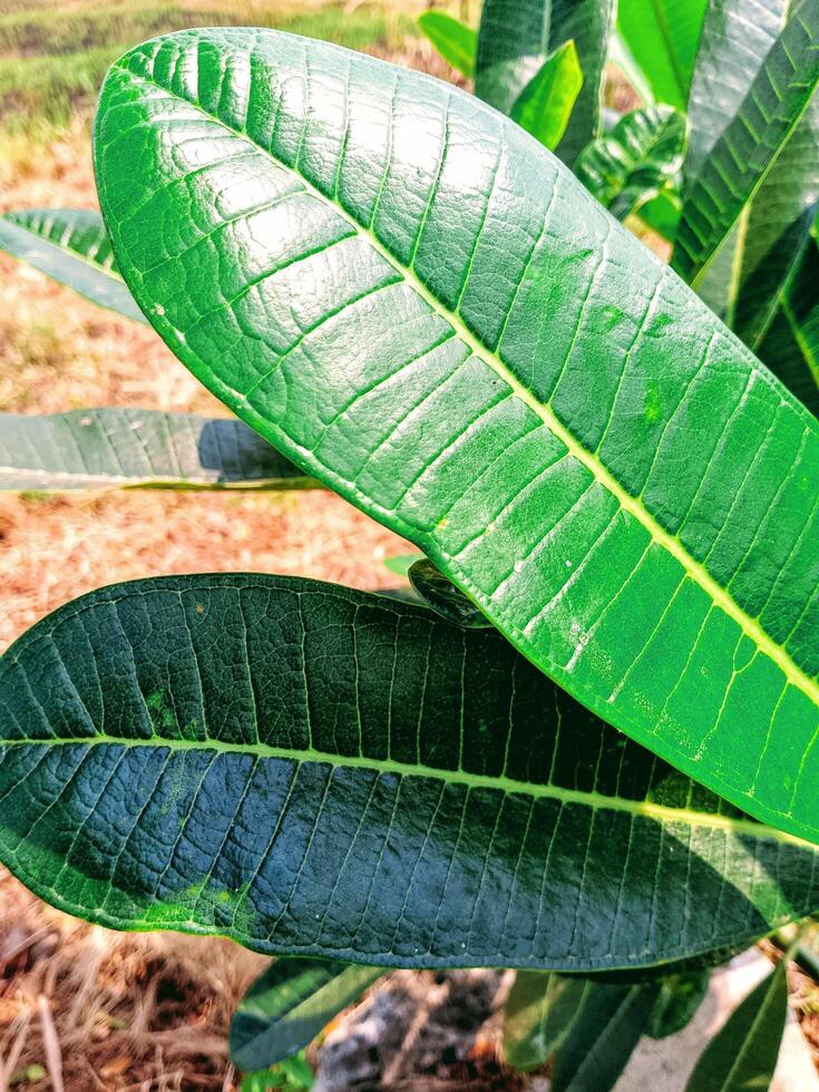 Frangipani leaves come from the Plumeria plant, also known as frangipani. These leaves are single, dark green, and elongated, typically growing in clusters at the ends of the branches. photo