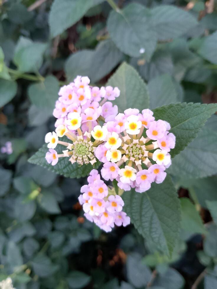 Beauty in nature pink flowers photo