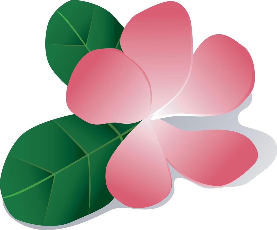 pink color araliya, plumeria flower with leaves vector
